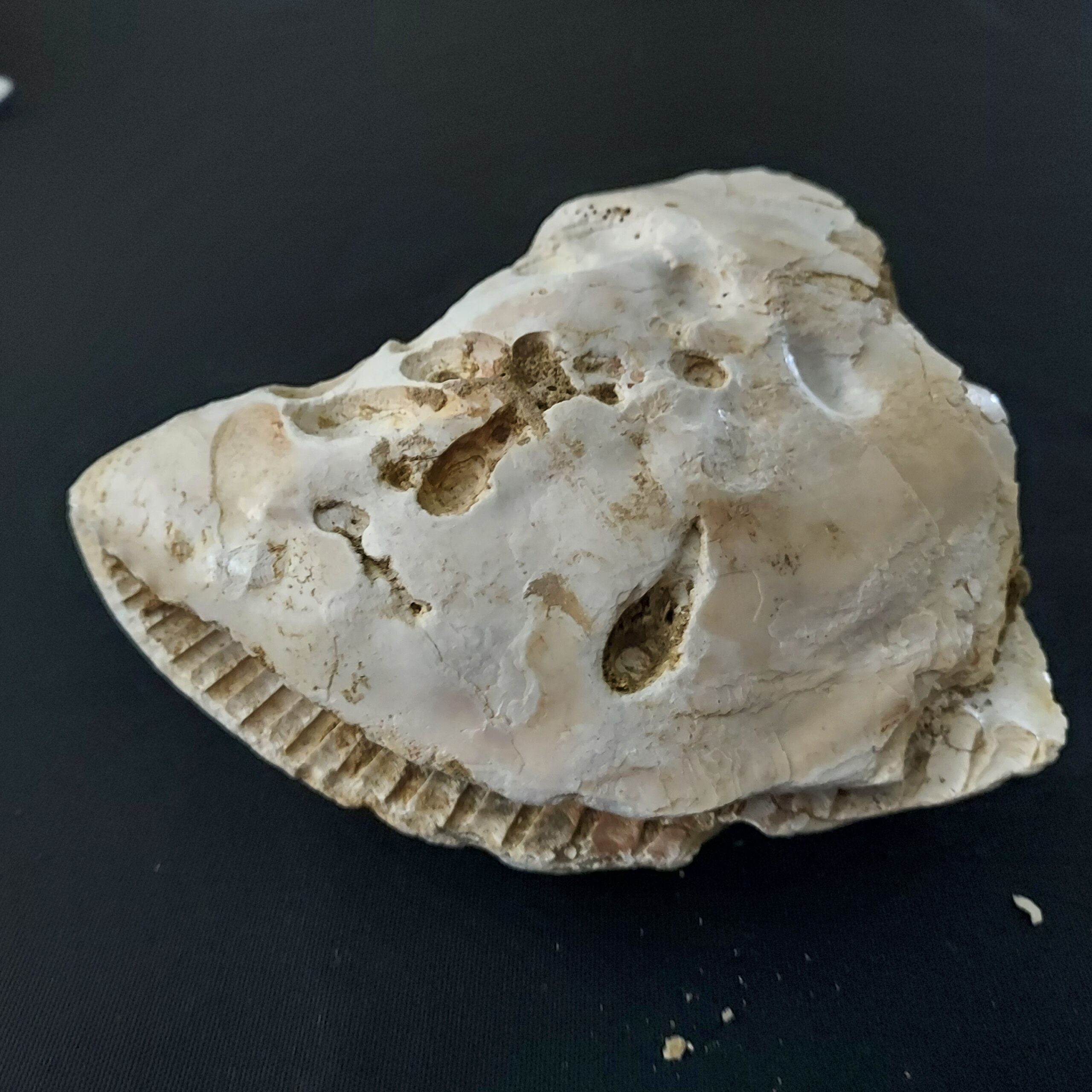 Tree Oyster Shell